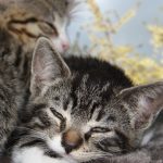 foto-kittenclub_bewerkt-1