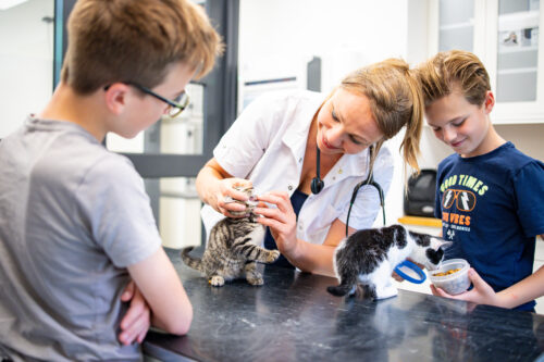 dierenarts die tandheeldkunde bij dieren uitoefent